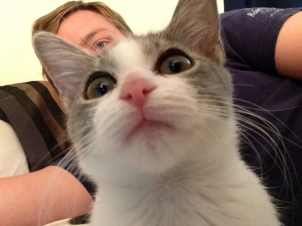 Pets-From-Florida-Animal-Rescues-I-Love-to-Support-Christine-Csencsitz6 - Cats & Coffee