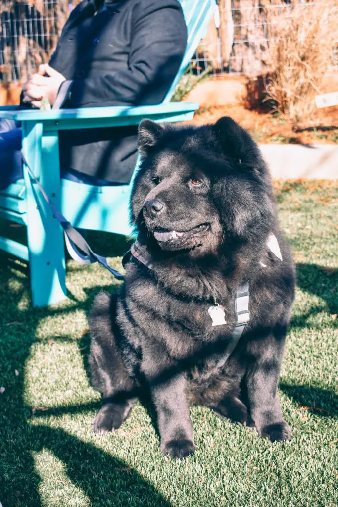Hazel-the-rescue-Chow-Chow-at-Sweet-Water-Brewery-Atlanta-Georgia10 - Cats & Coffee Hazel, the rescue Chow Chow, at Sweet Water Brewery, Atlanta, Georgia