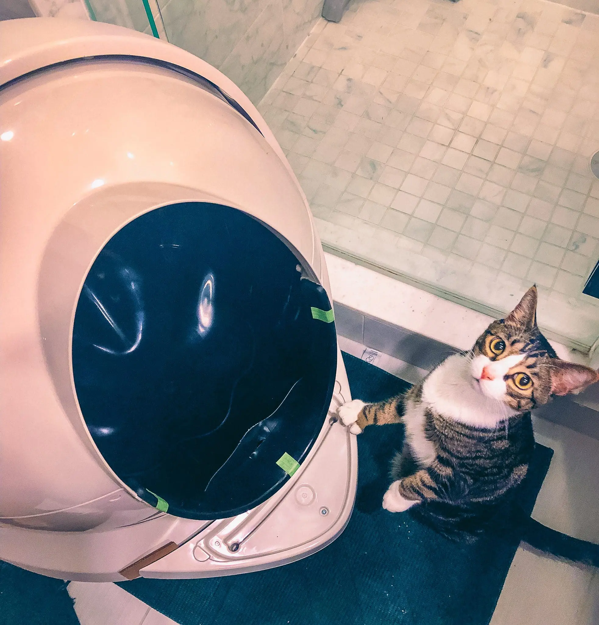 Litter-Robot-Spaceship-Litter-Box-or-Both2 - Cats & Coffee Cat Mom Life: Honest Thoughts on the Litter Robot