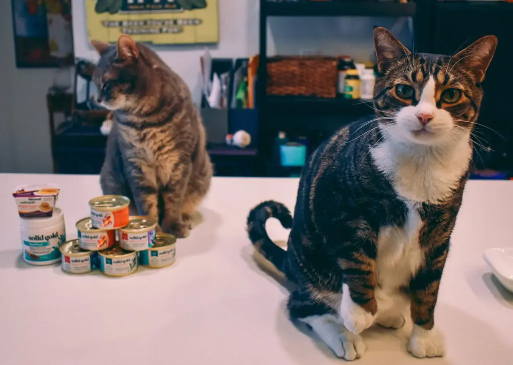 Solid-Gold-w-Cats18 - Cats & Coffee Any cat owner will tell you, cats can be pretty picky. While I've been pretty lucky in this regard with my cats, there is a difference between foods they like, and foods they love. Solid Gold has regularly been in the love category. Solid Gold sent us some awesome cat foods to try, including three completely new flavors that they've never had before. Read about what the cats thought of the recipes and why I love feeding them Solid Gold cat food here!