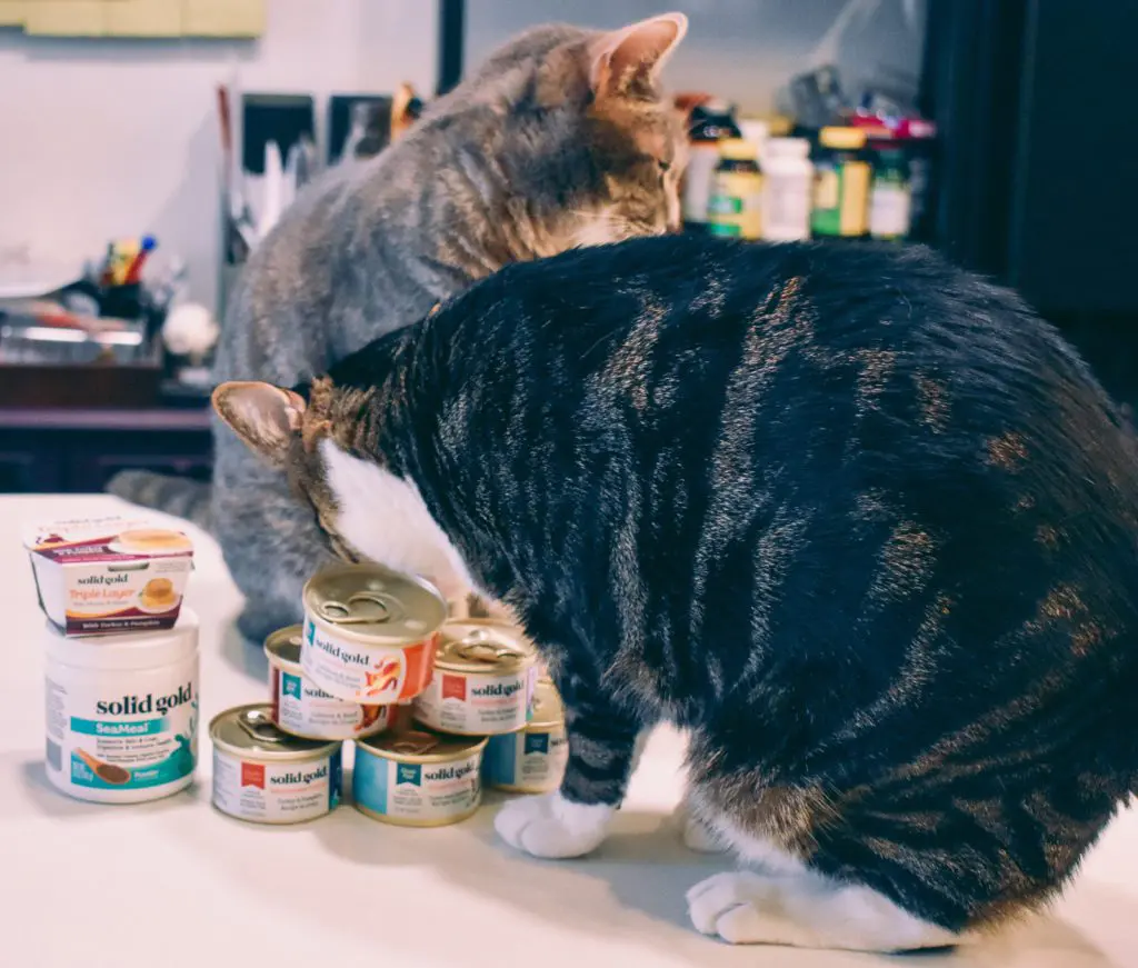 Solid-Gold-w-Cats22 - Cats & Coffee Any cat owner will tell you, cats can be pretty picky. While I've been pretty lucky in this regard with my cats, there is a difference between foods they like, and foods they love. Solid Gold has regularly been in the love category. Solid Gold sent us some awesome cat foods to try, including three completely new flavors that they've never had before. Read about what the cats thought of the recipes and why I love feeding them Solid Gold cat food here!