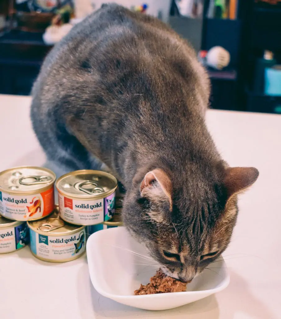 Solid-Gold-w-Cats27 - Cats & Coffee Any cat owner will tell you, cats can be pretty picky. While I've been pretty lucky in this regard with my cats, there is a difference between foods they like, and foods they love. Solid Gold has regularly been in the love category. Solid Gold sent us some awesome cat foods to try, including three completely new flavors that they've never had before. Read about what the cats thought of the recipes and why I love feeding them Solid Gold cat food here!