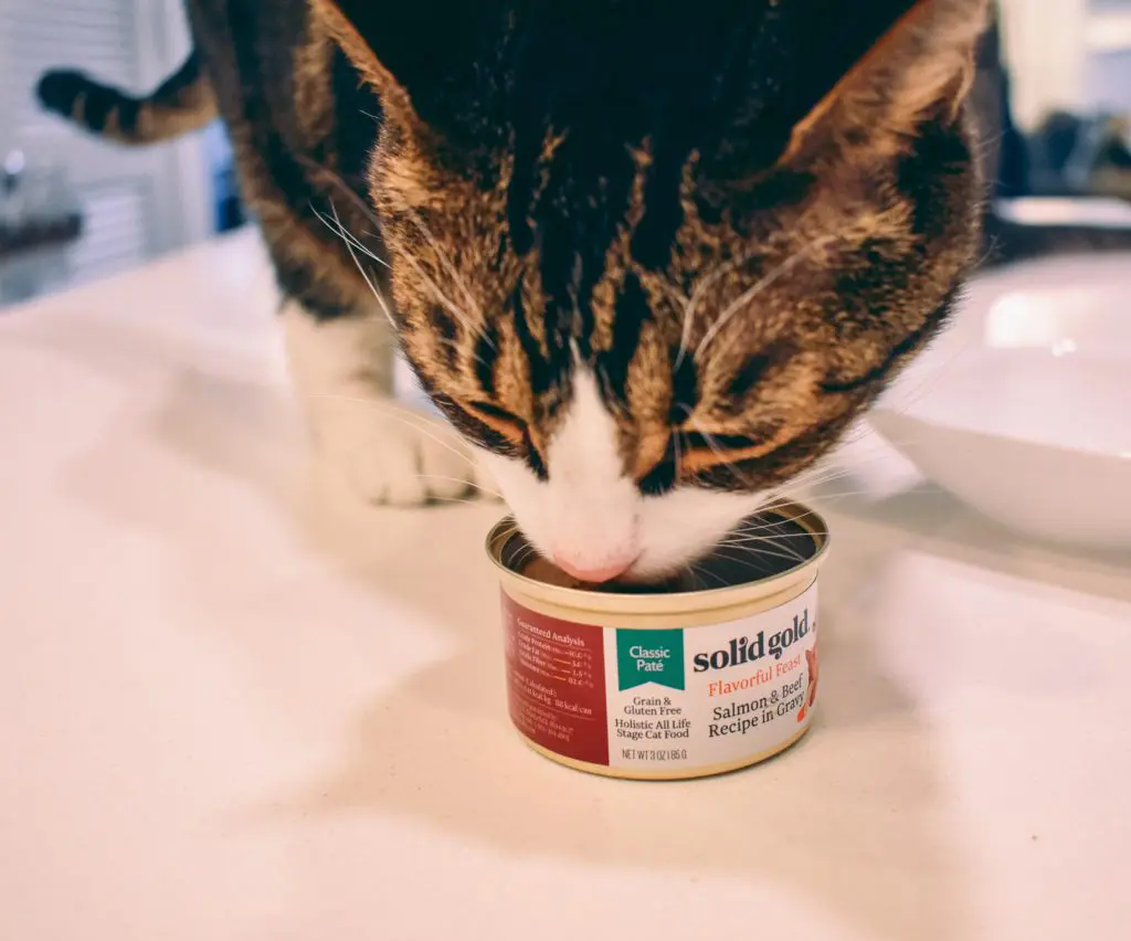 Solid-Gold-w-Cats34 - Cats & Coffee
