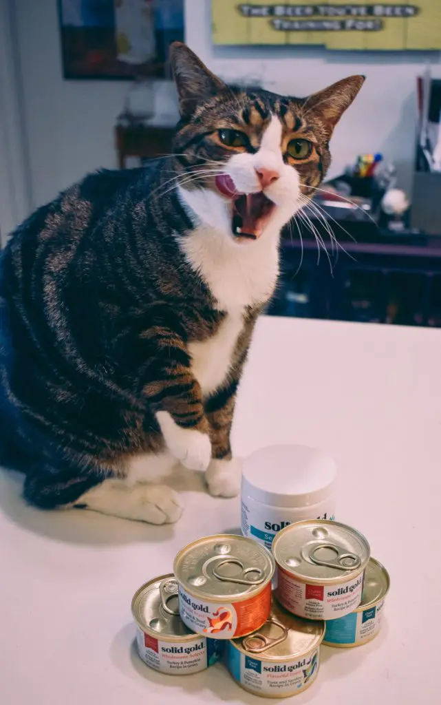 Solid-Gold-w-Cats47 - Cats & Coffee