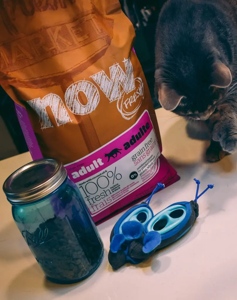 Cat-Mom-Life_-Doc-Phoebes-Indoor-Hunting-Cat-Feeder-System16 - Cats & Coffee We've been using the Doc & Phoebe's Indoor Hunting Cat Feeder System to help stimulate the cats' hunting senses and ensure they're not eating too much kibble at a time. Read the full review of this unique and affordable slow feeder system here!