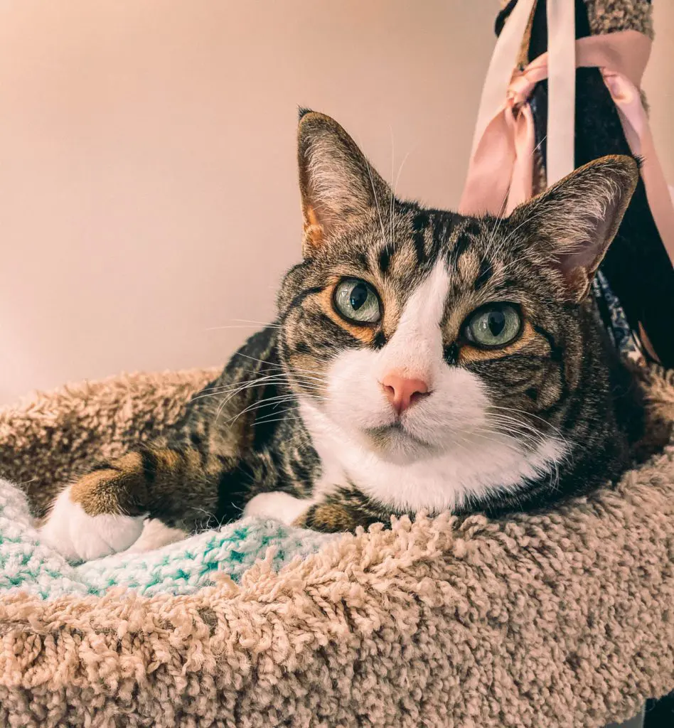 Keeping-Cats-Calm-with-Feliway-Pheromone-Products4 - Cats & Coffee