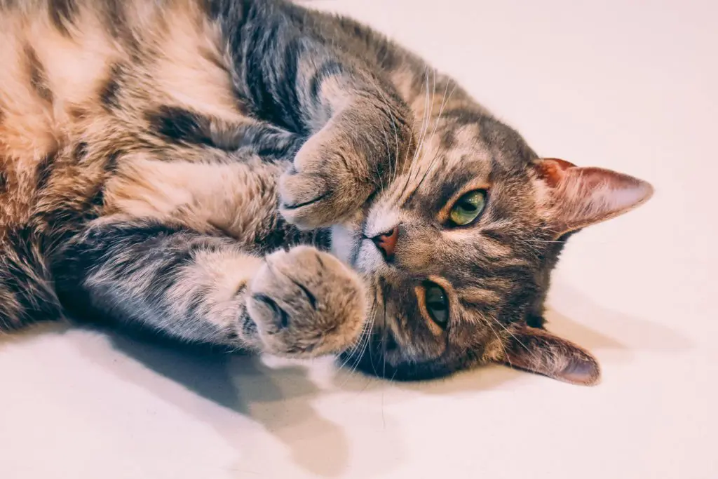 Keeping-Cats-Calm-with-Feliway-Pheromone-Products5 - Cats & Coffee