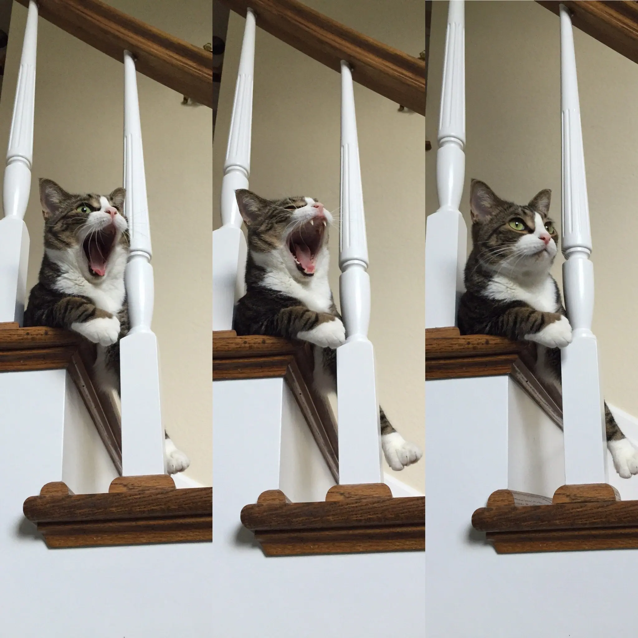Louis-6th-Adoptaversary33 - Cats & Coffee Cat Mom Life: ProDen PlaqueOff Powder for Dental Health -- Louis has been using this dental health supplement for some time to great results