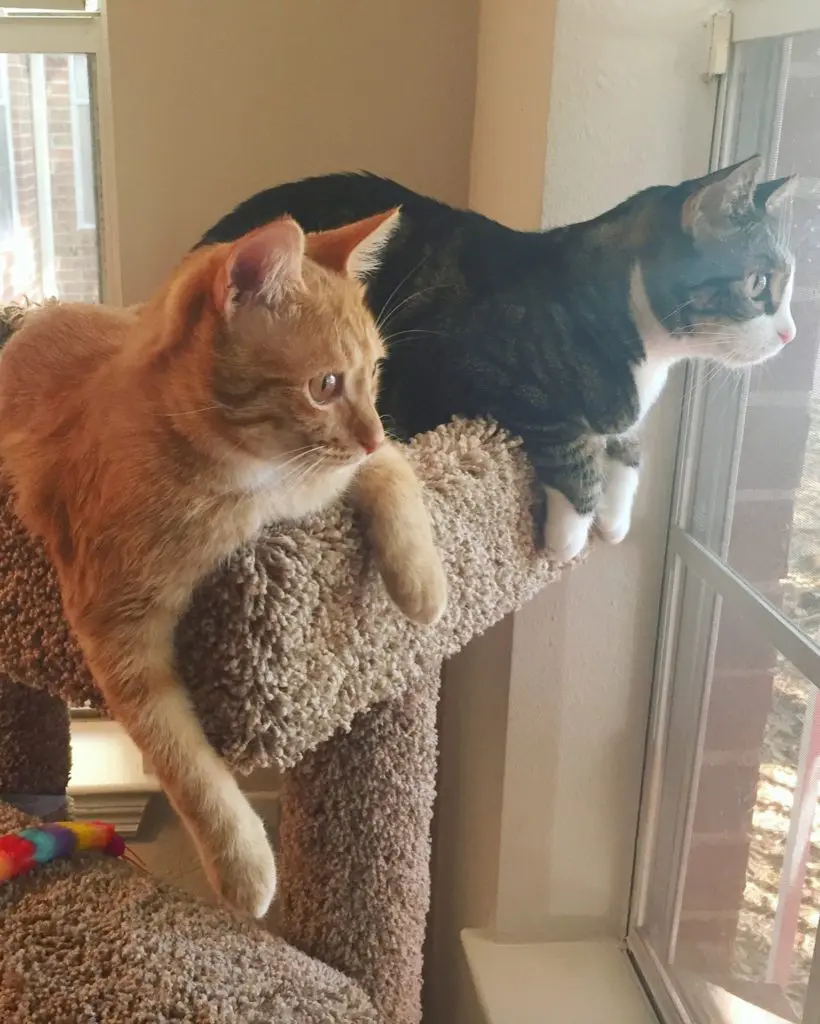 Louis-6th-Adoptaversary35 - Cats & Coffee