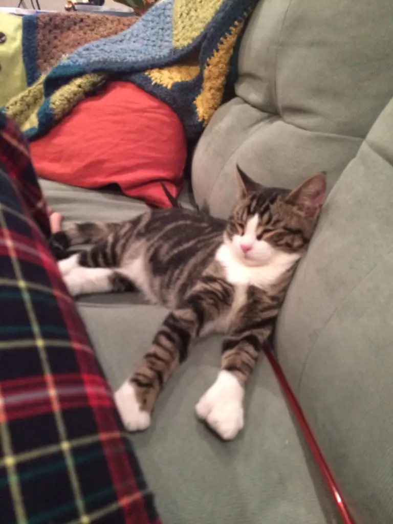 Louis-6th-Adoptaversary49 - Cats & Coffee