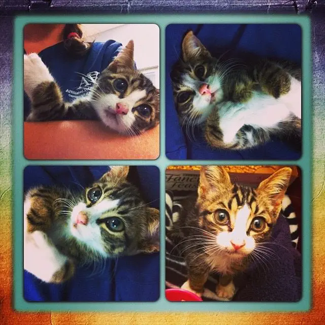Louis-6th-Adoptaversary6 - Cats & Coffee