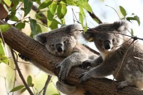 Port-Macquarie-Koala-Hospital-GoFundMe - Cats & Coffee