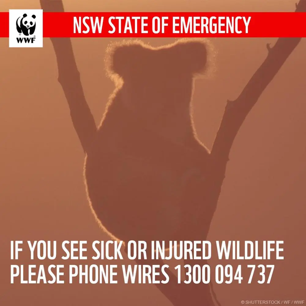 WWFs-Australian-Wildlife-and-Natural-Recovery-Fund - Cats & Coffee