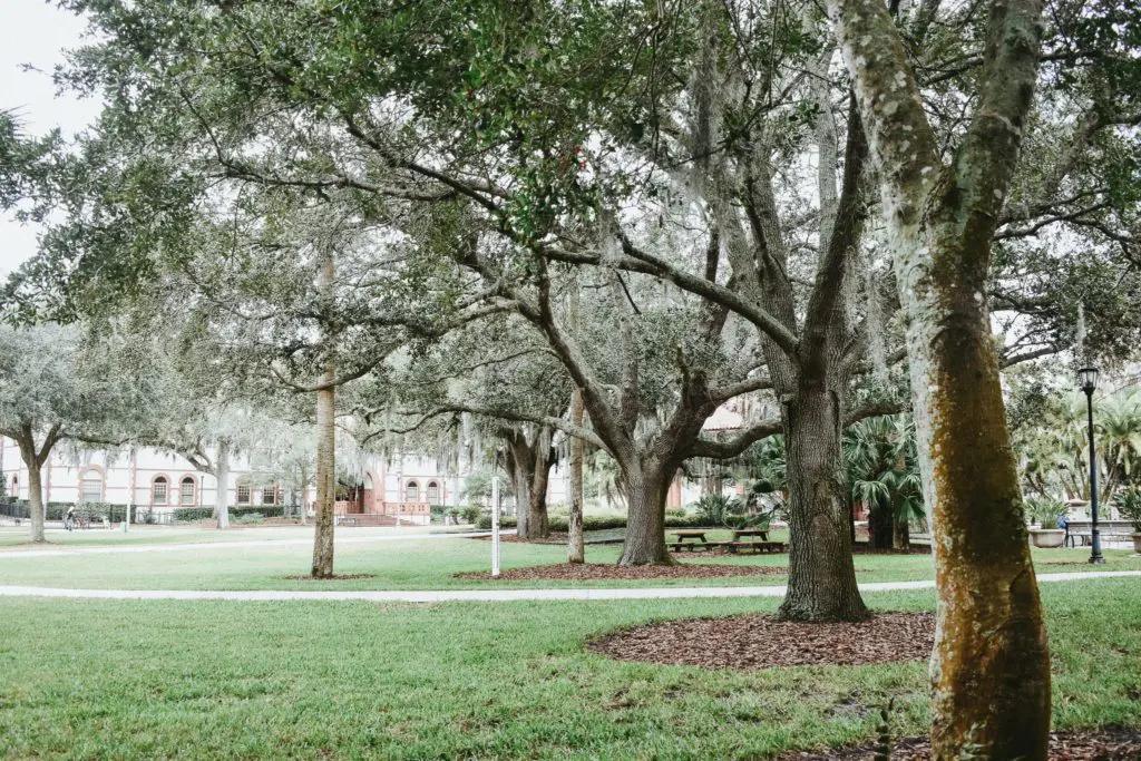 Flagler-College-St.-Augustine-FL27 - Cats & Coffee
