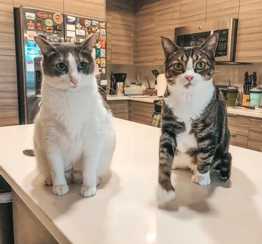 Louis-Olivia-and-Emory-photos1 - Cats & Coffee