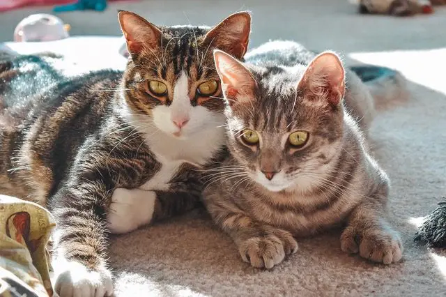 Louis-Olivia-and-Emory-photos2-1 - Cats & Coffee