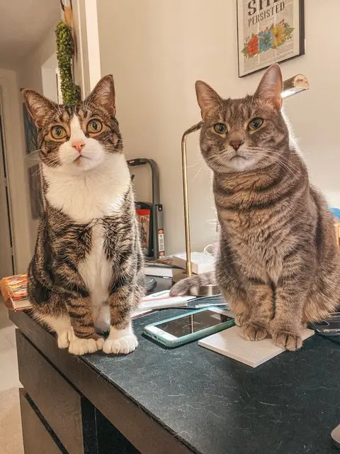 Louis-Olivia-and-Emory-photos7 - Cats & Coffee
