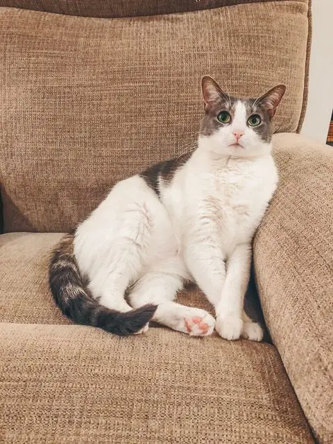 Processed with VSCO with f2 preset - Cats & Coffee