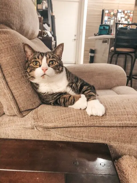 Louis-Olivia-and-Emory-photos9 - Cats & Coffee