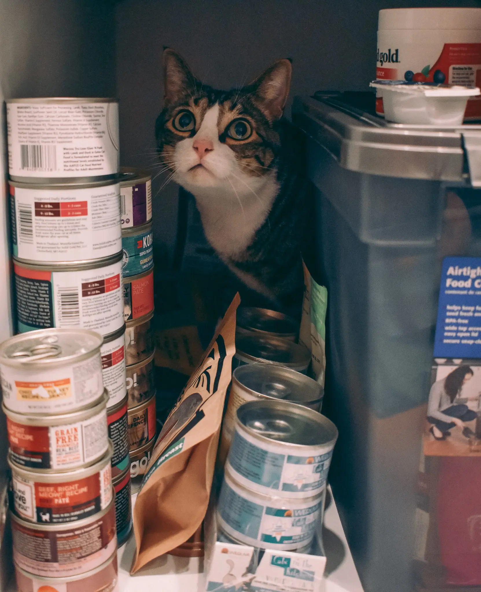 Louis-with-Wet-Food - Cats & Coffee How Much Water Should a Cat Drink? - Promoting Water Consumption in Cats