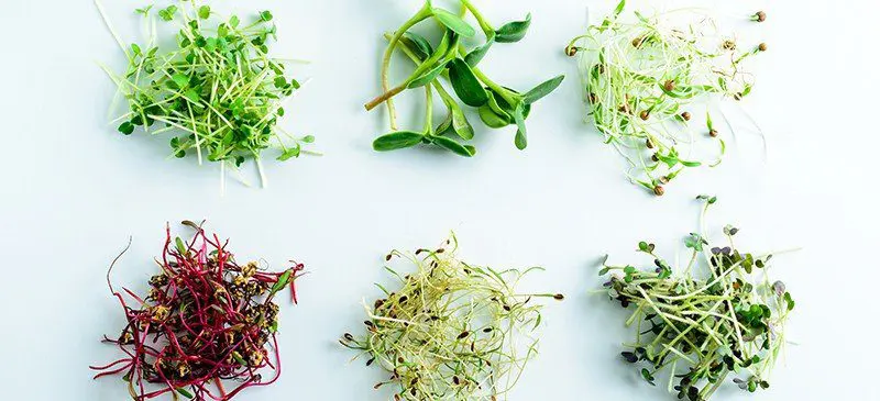Microgreens-variety-of-styles-and-types - Cats & Coffee