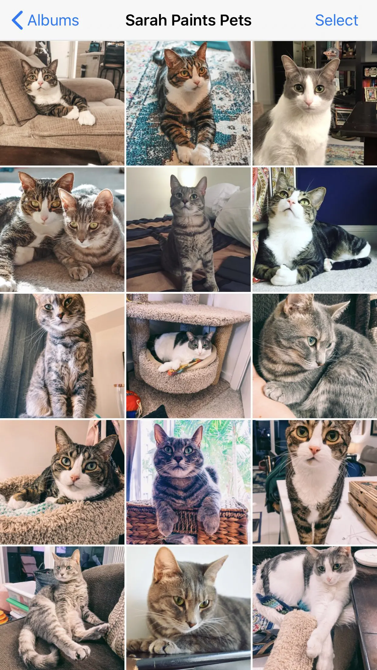 Part-of-my-iPhone-folder-of-pictures-to-possibly-send-to-Sarah-Paints-Pets - Cats & Coffee Part of my iPhone folder of pictures to possibly send to Sarah Paints Pets