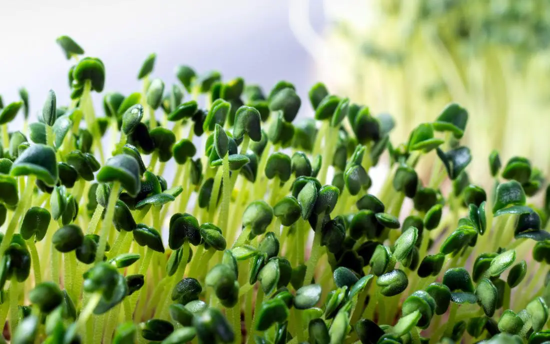 Plant-Based-Diet-Microgreens-FAQ1 - Cats & Coffee Plant-Based Diet: Microgreens FAQ