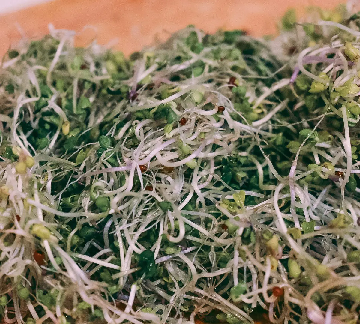 Plant-Based Diet: Microgreens FAQ