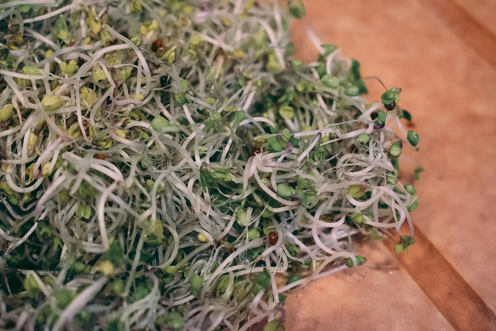 Plant-Based-Diet-Microgreens-FAQ4 - Cats & Coffee Plant-Based Diet: Microgreens FAQ