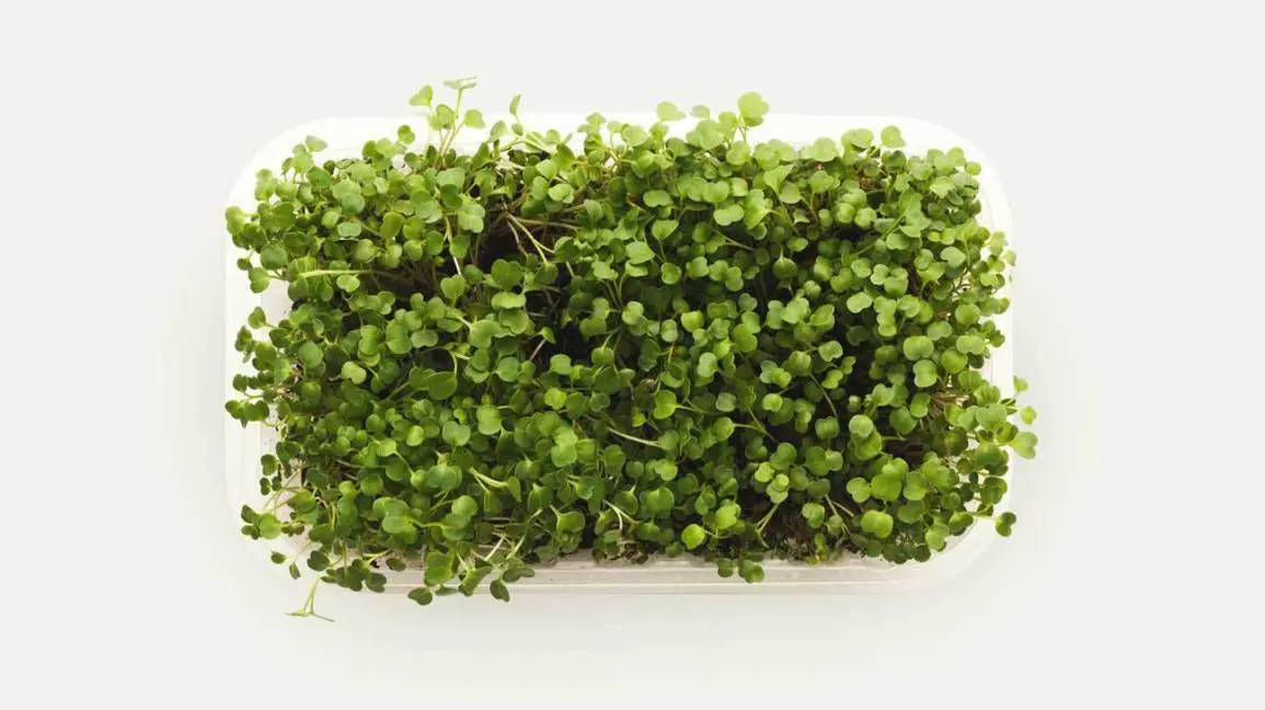 Plant-Based-Diet-Microgreens-FAQ5 - Cats & Coffee Plant-Based Diet: Microgreens FAQ
