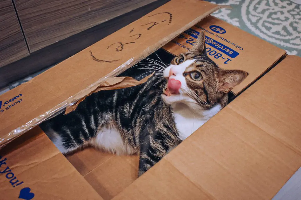 Cat-Mom-Life-Why-I-Love-Chewys-Autoship-Program2 - Cats & Coffee Louis loves the Chewy autoship program!
