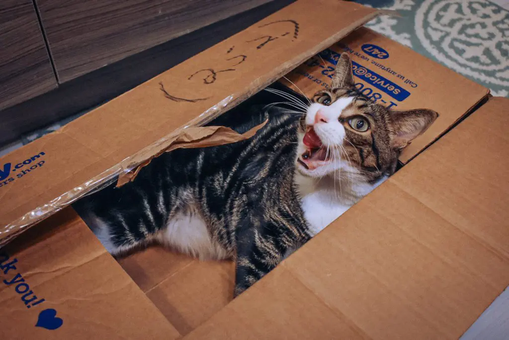 Cat-Mom-Life-Why-I-Love-Chewys-Autoship-Program3 - Cats & Coffee