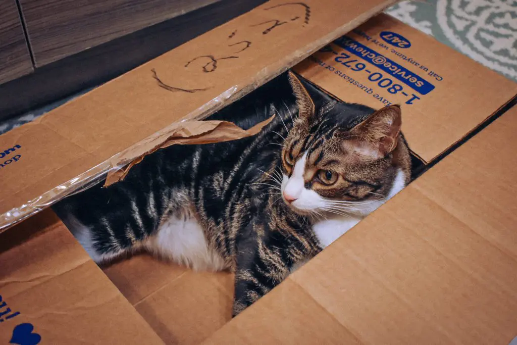 Cat-Mom-Life-Why-I-Love-Chewys-Autoship-Program5 - Cats & Coffee