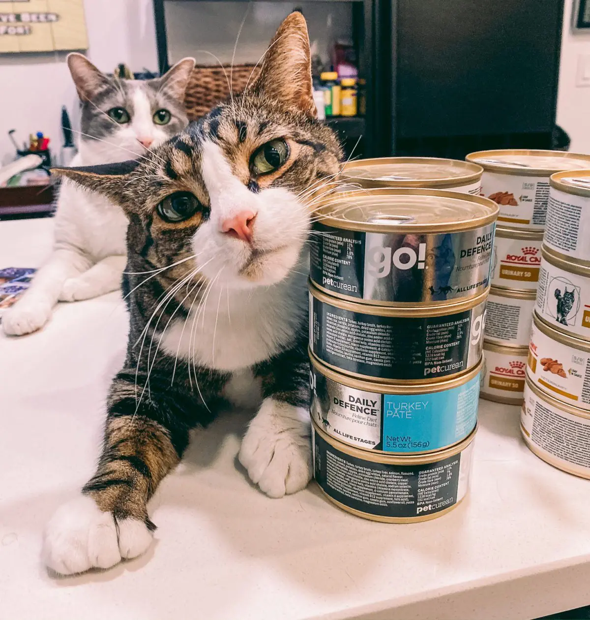 Cat Mom Life: Why I Love Chewy's Autoship Program9 - Cats & Coffee Chewy's autoship program is my go-to for pet supplies for a few reasons, but primarily because of how easy it is to personalize and alter once you join in. The fact that they give a discount for most autoship purchases is an added bonus. Read about this autoship program, and learn more about why I love to use it for my cats, here!