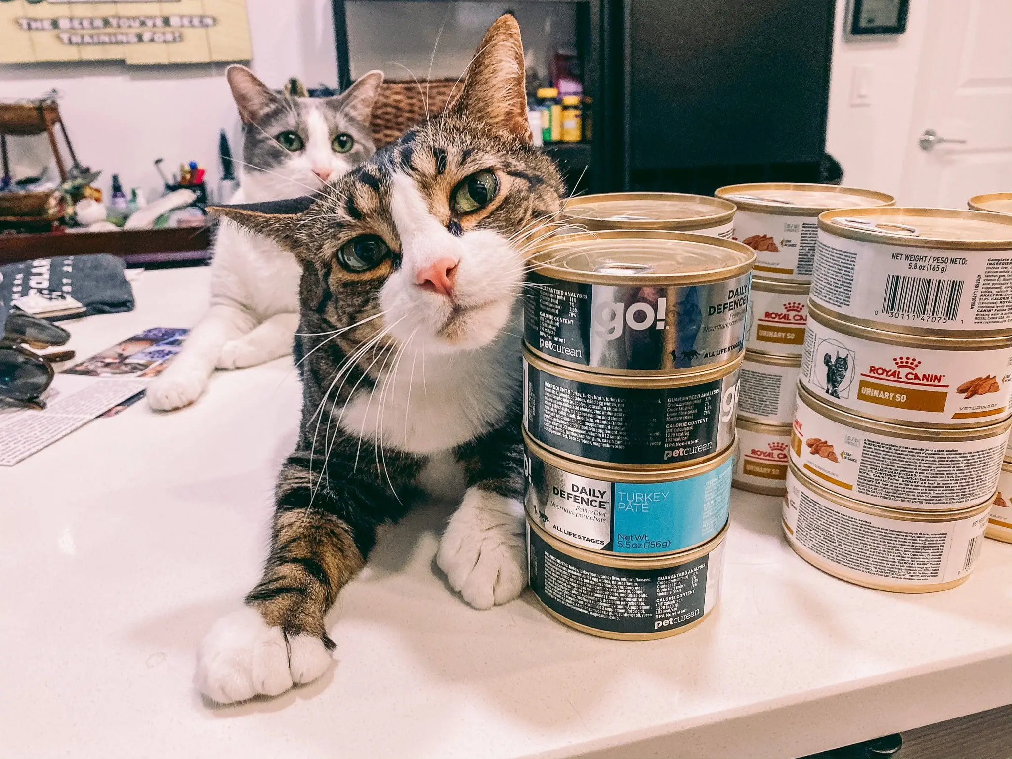 Cat Mom Life: Why I Love Chewy's Autoship Program9 - Cats & Coffee Cat with Cat Food