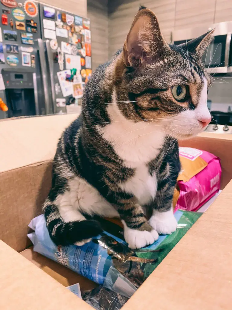 Cat-Mom-Life-Simple-Ways-to-Save-Money-on-Cat-Supplies4 - Cats & Coffee