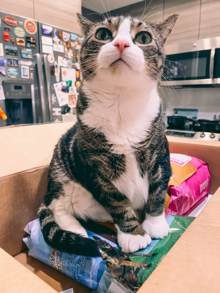 Cat-Mom-Life-Simple-Ways-to-Save-Money-on-Cat-Supplies5 - Cats & Coffee