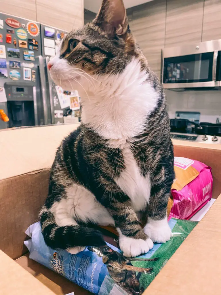 Cat-Mom-Life-Simple-Ways-to-Save-Money-on-Cat-Supplies6 - Cats & Coffee