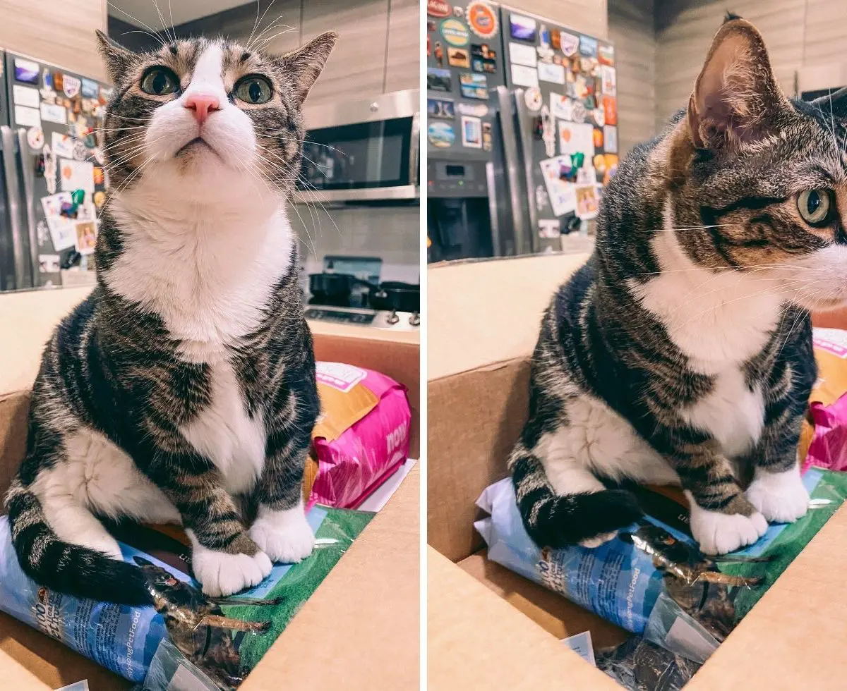 Louis in the Chewy box - CML CP - Cats & Coffee Cat Mom Life: Simple Ways to Save Money on Cat Supplies