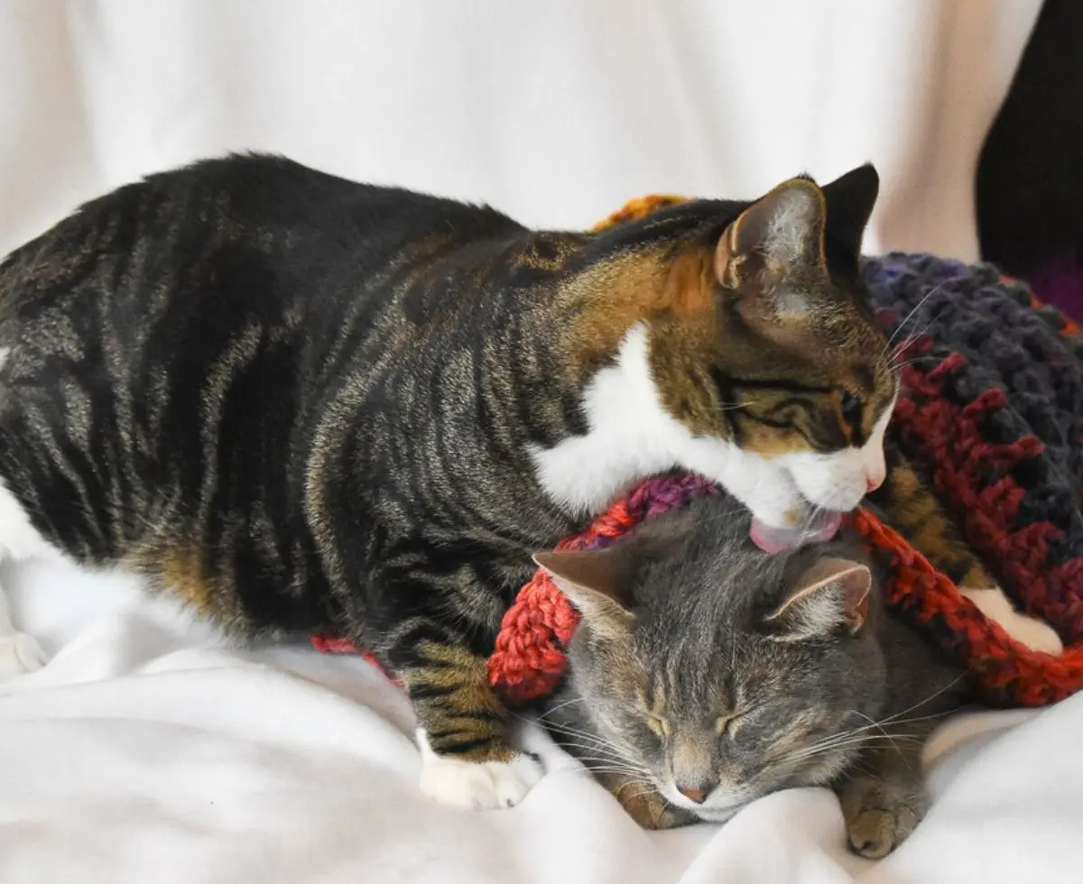 April 30 is National Adopt a Shelter Pet Day, a holiday intended to raise awareness for shelter pets in need of homes. I am a huge fan of rescue pets. In fact, all three of our cats are rescue cats! Read about why, if you’re planning on getting a pet, you should consider adopting a shelter pet and how to celebrate the day here!
