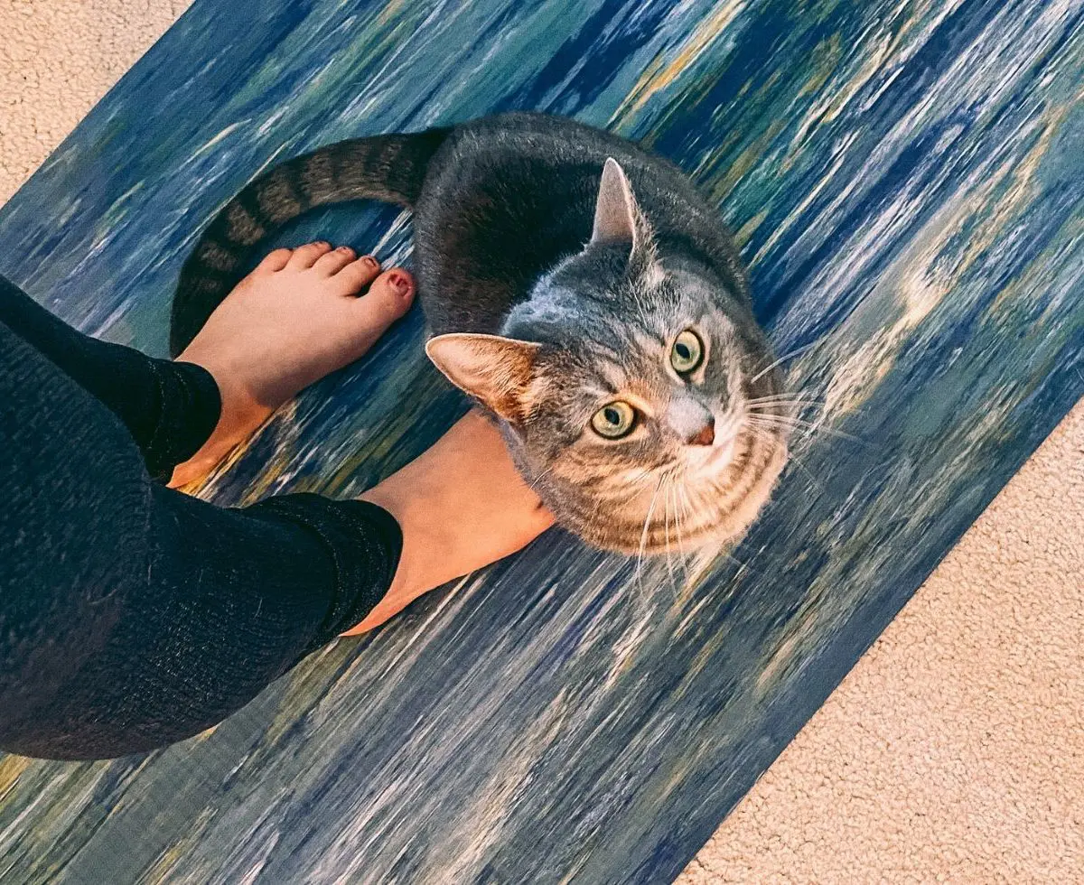 What I've Learned About My Yoga Practice During Quarantine CP - Cats & Coffee What I've Learned About My Yoga Practice During Quarantine