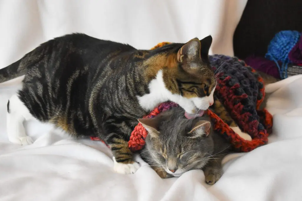 All-About-My-Etsy-Shop-Critter-Crafting36 - Cats & Coffee