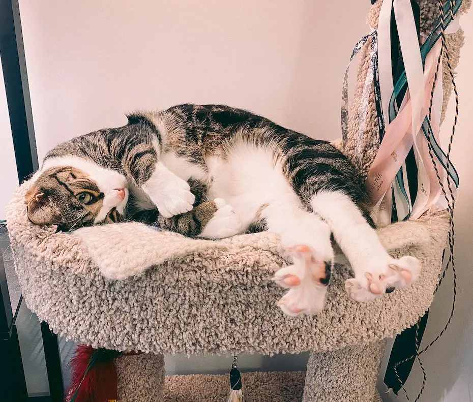 Louis-Edited-052620202 - Cats & Coffee