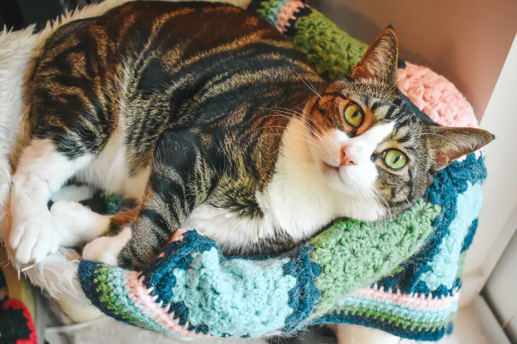 LouisDSC_0085 - Cats & Coffee Critter Crafting specializes handmade crochet pet blankets for cats and small dogs. Read up on Cat Mat FAQ and learn more about my cozy pet blankets here!