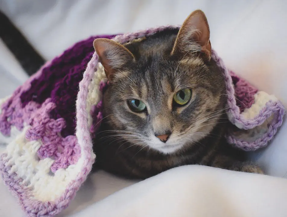 Olivia-with-a-purple-Critter-Crafting-Cat-Mat - Cats & Coffee Critter Crafting specializes handmade crochet pet blankets for cats and small dogs. Read up on Cat Mat FAQ and learn more about my cozy pet blankets here!