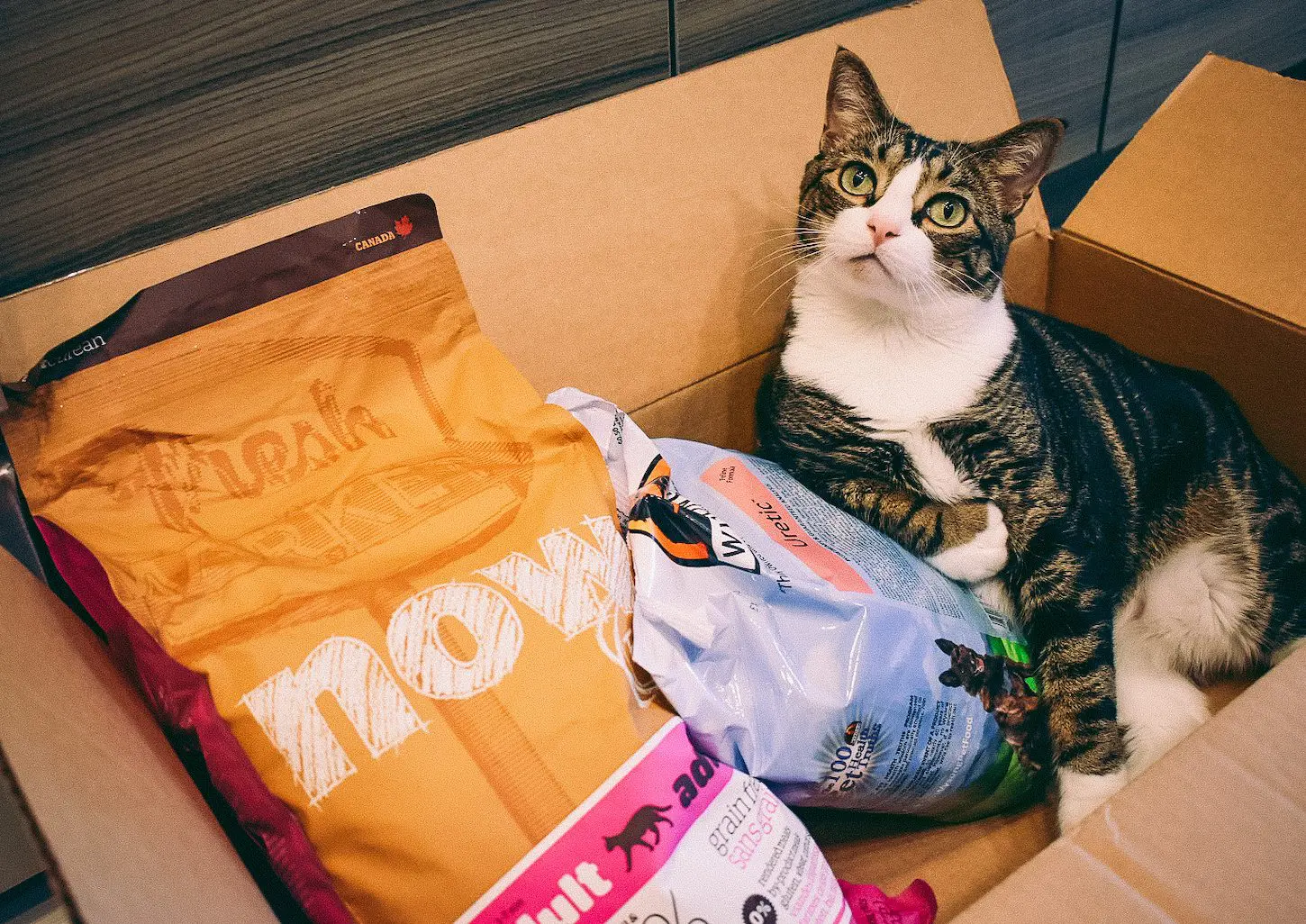 Cat-Mom-Life-High-Quality-Dry-Cat-Food1 - Cats & Coffee