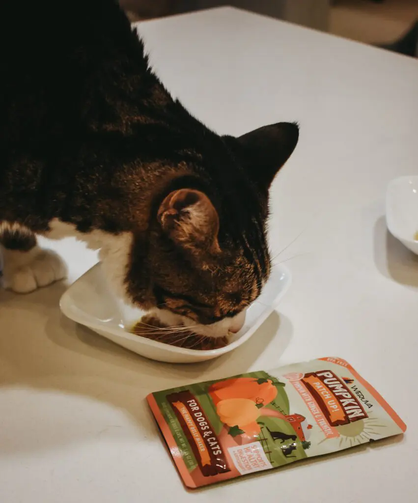 Louis-Olivia-Trying-Out-the-New-Weruva-Pumpkin-Patch-Up-Pumpkin-Supplement-for-Dogs-Cats1-1 - Cats & Coffee