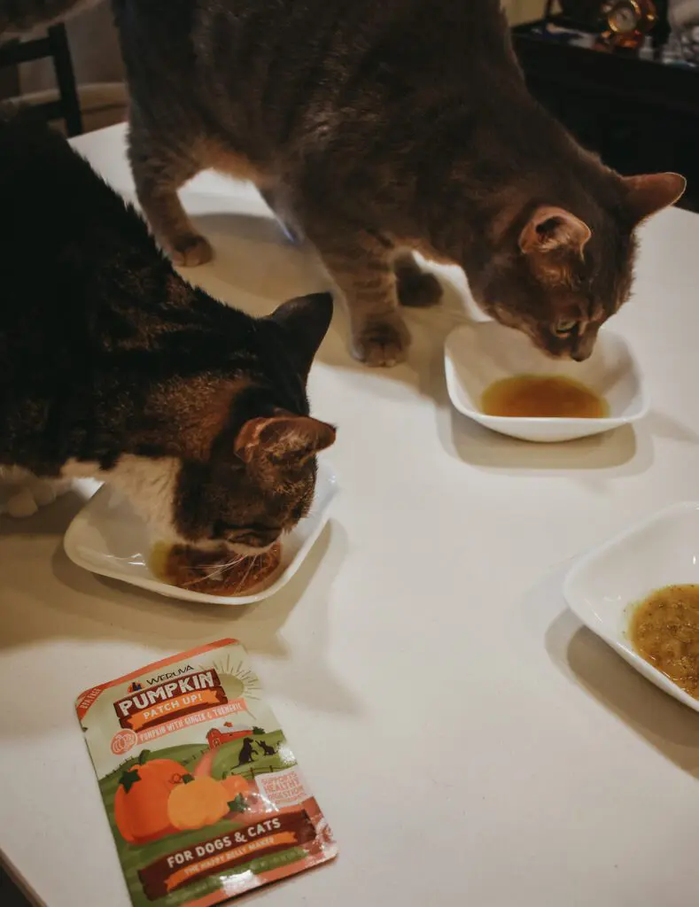 Louis-Olivia-Trying-Out-the-New-Weruva-Pumpkin-Patch-Up-Pumpkin-Supplement-for-Dogs-Cats3-1 - Cats & Coffee