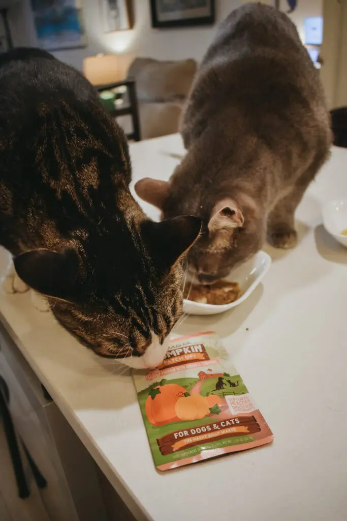 Louis-Olivia-Trying-Out-the-New-Weruva-Pumpkin-Patch-Up-Pumpkin-Supplement-for-Dogs-Cats7-1 - Cats & Coffee