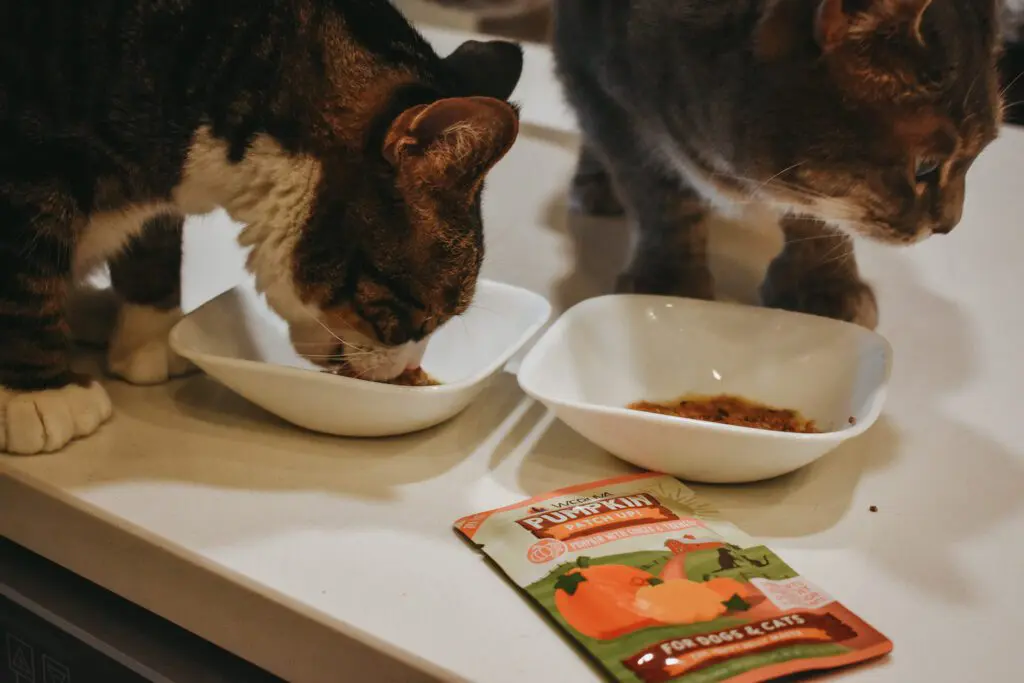 Louis-Olivia-Trying-Out-the-New-Weruva-Pumpkin-Patch-Up-Pumpkin-Supplement-for-Dogs-Cats8 - Cats & Coffee Trying Out the New Weruva Pumpkin Patch Up Pumpkin Supplement for Dogs & Cats
